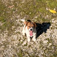 Cucciola Jack Russell pedigree Enci