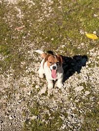 Cucciola Jack Russell pedigree Enci