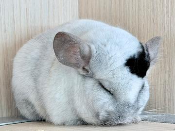 Cincillà Cucciolo White Mosaic Extrime