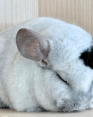 Cincillà Cucciolo White Mosaic Extrime