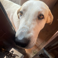 Cane 3 anni e mezzo, pastore matemmano