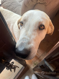 Cane 3 anni e mezzo, pastore matemmano