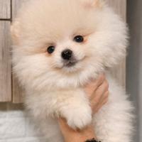 Spitz tedeschi nani Pomerania