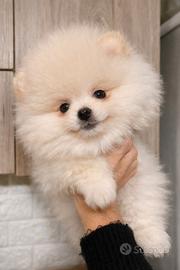 Spitz tedeschi nani Pomerania