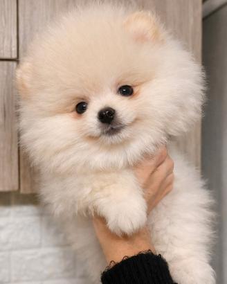 Cuccioli di Spitz tedeschi nani Pomerania