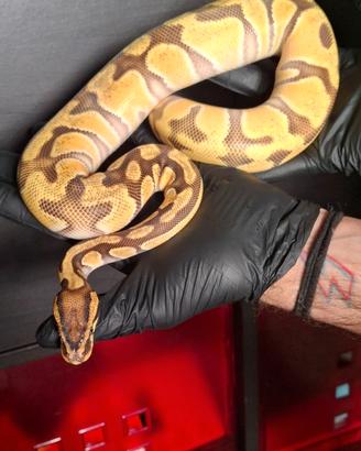 Pitone reale femmina