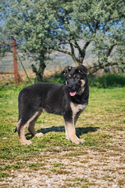 Cucciolo pastore tedesco