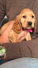 Cuccioli cocker spaniel