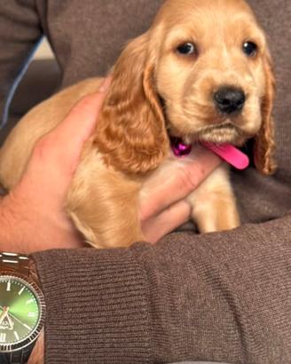 Cuccioli cocker spaniel