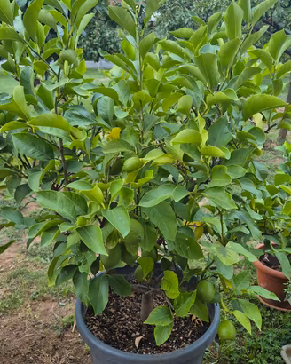 pianta di limone in vaso