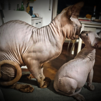 Sphynx Chocolate point per monta