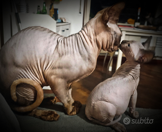 Sphynx Chocolate point per monta