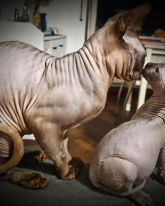 Sphynx Chocolate point per monta