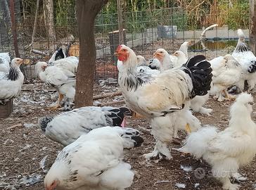Galli e galline