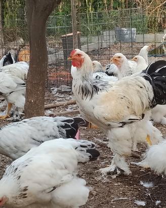Galli e galline