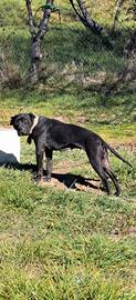 Pit bull femmina