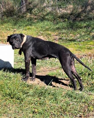 Pit bull femmina