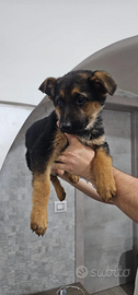Cucciola pastore tedesco