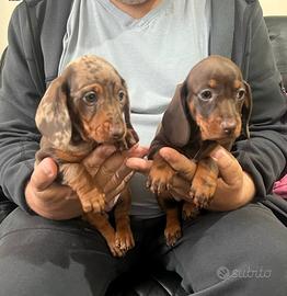 Cuccioli di bassotti maschietti e femminucce