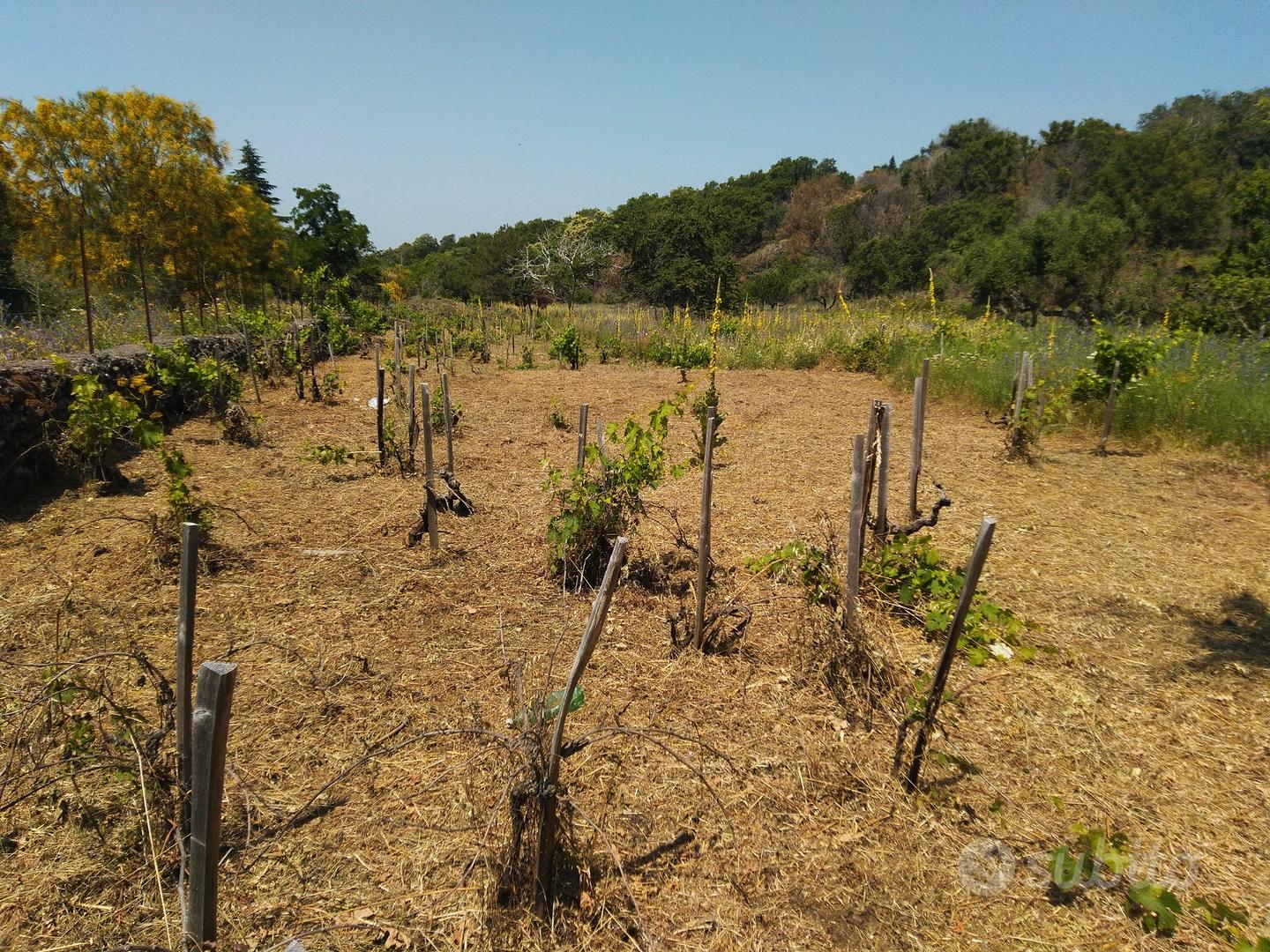 Terreno agricolo in Contrada Monte Marzo - Vista 4