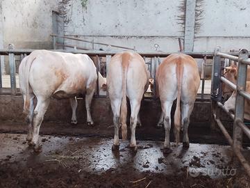 Manze gravide blonde d'Aquitania