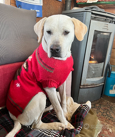 Ghost.la bontà fatta a cane