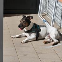 Jack russell maschio per accoppiamento