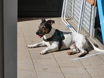 Jack russell maschio per accoppiamento