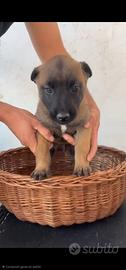 Cucciolo Pastore Belga Malinois