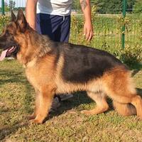 Campione PASTORE TEDESCO