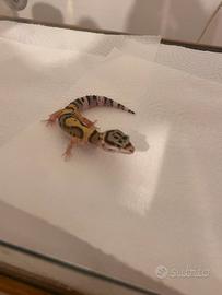 Geco leopardino
