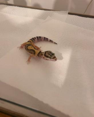 Geco leopardino