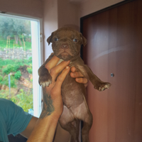 Ultimi cuccioli PITBULL disponibili