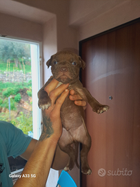 Ultimi cuccioli PITBULL disponibili