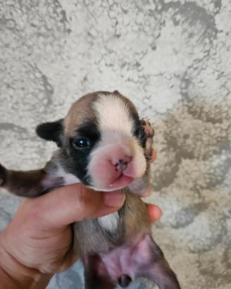 Bulldog francese femmina 1