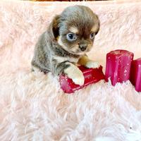 Chihuahua con pedigree Enci