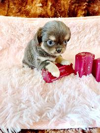 Chihuahua con pedigree Enci