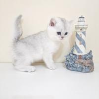 Cuccioli British con pedigree