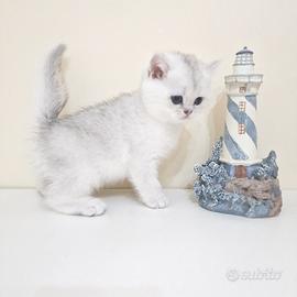 Cuccioli British con pedigree