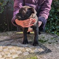 Bel cucciolo Staffy Staffordshire Bull Terrier