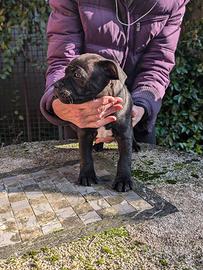 Bel cucciolo Staffy Staffordshire Bull Terrier