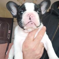 Cuccioli Bouledogue Francese alta genealogia