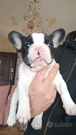 Cuccioli Bouledogue Francese alta genealogia