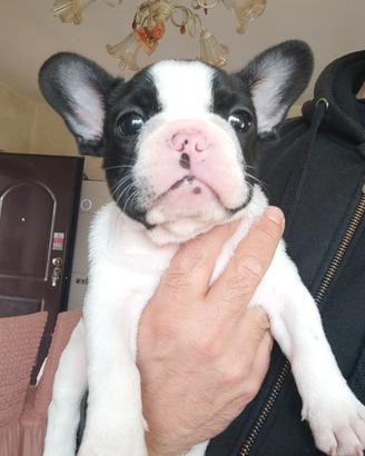 Cuccioli Bouledogue Francese alta genealogia