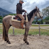 Cavallo Castrone