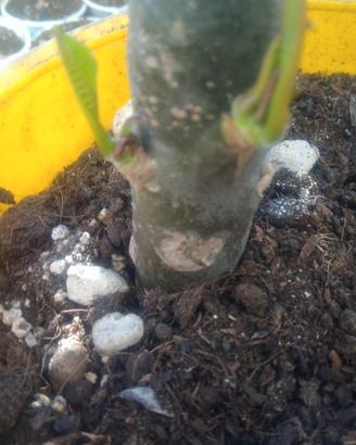 Talea di plumeria