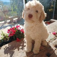 Lagotto maschio Pedigree