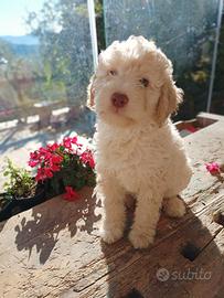 Lagotto maschio Pedigree