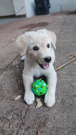 Cuccioli di maremmano