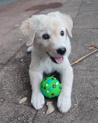 Cuccioli di maremmano